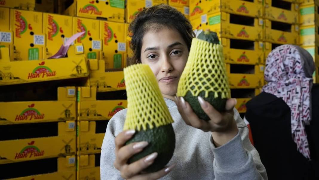 Talebe yetişemiyorlar, adeta yok satıyor! O ilimizde yerli tropikal meyve hasadı başladı 1